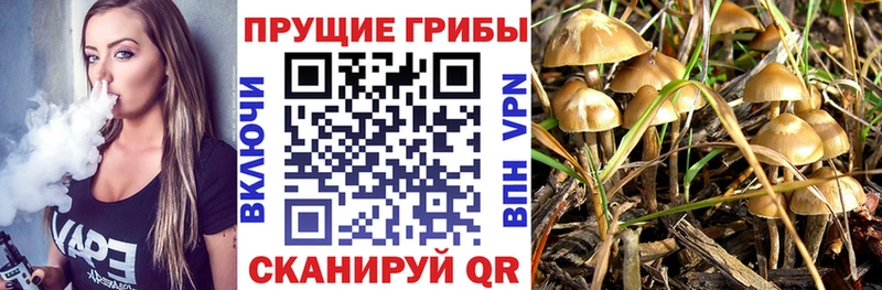 Галлюциногенные грибы Magic Shrooms  кракен зеркало  Михайловск  купить  цена 
